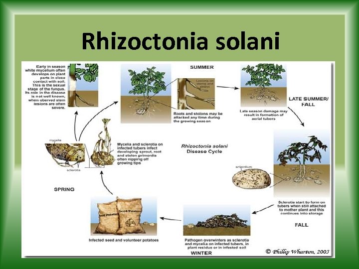 Rhizoctonia solani 