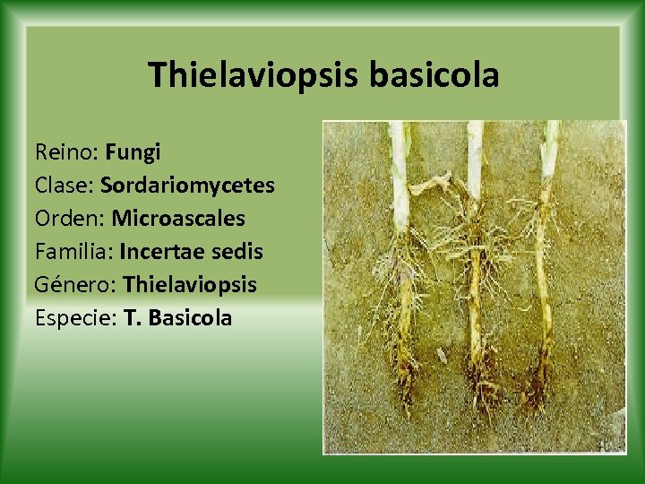 Thielaviopsis basicola Reino: Fungi Clase: Sordariomycetes Orden: Microascales Familia: Incertae sedis Género: Thielaviopsis Especie: