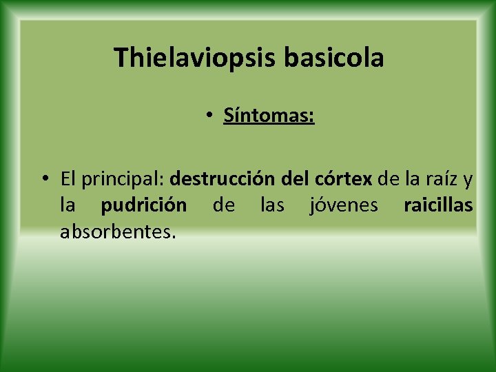 Thielaviopsis basicola • Síntomas: • El principal: destrucción del córtex de la raíz y