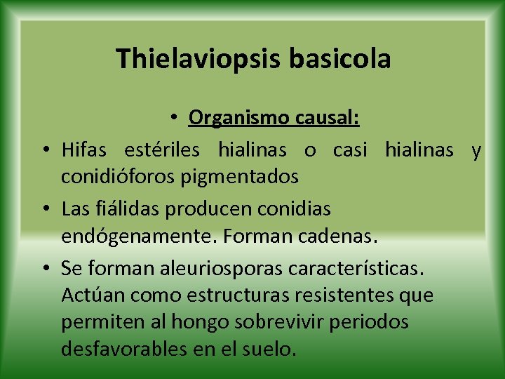 Thielaviopsis basicola • Organismo causal: • Hifas estériles hialinas o casi hialinas y conidióforos