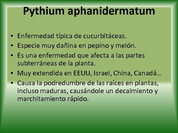 Pythium aphanidermatum • Enfermedad típica de cucurbitáceas. • Especie muy dañina en pepino y