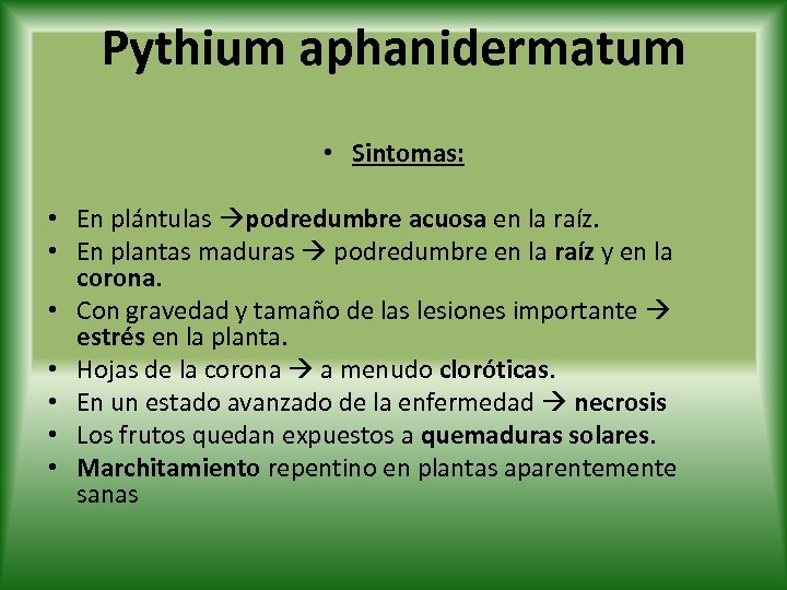 Pythium aphanidermatum • Sintomas: • En plántulas podredumbre acuosa en la raíz. • En