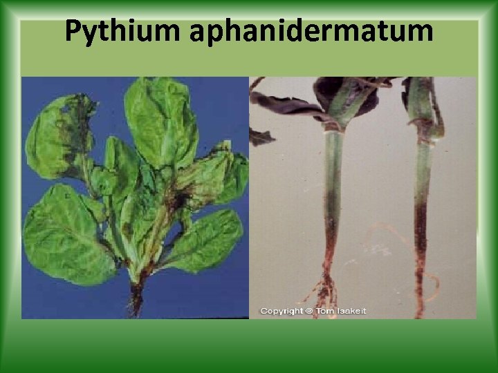 Pythium aphanidermatum 