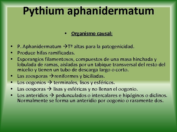 Pythium aphanidermatum • Organismo causal: • P. Aphanidermatum Tª altas para la patogenicidad. •