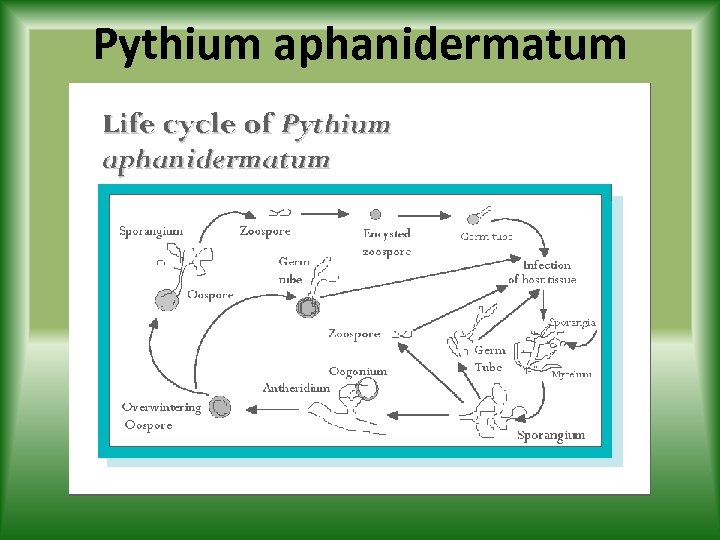 Pythium aphanidermatum 