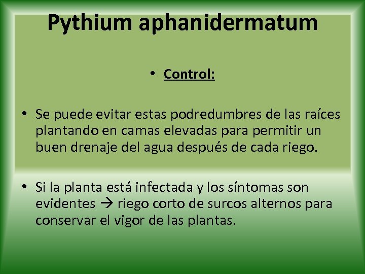 Pythium aphanidermatum • Control: • Se puede evitar estas podredumbres de las raíces plantando