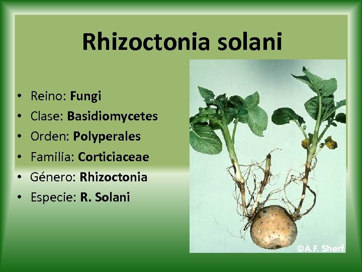 Rhizoctonia solani • • • Reino: Fungi Clase: Basidiomycetes Orden: Polyperales Familia: Corticiaceae Género: