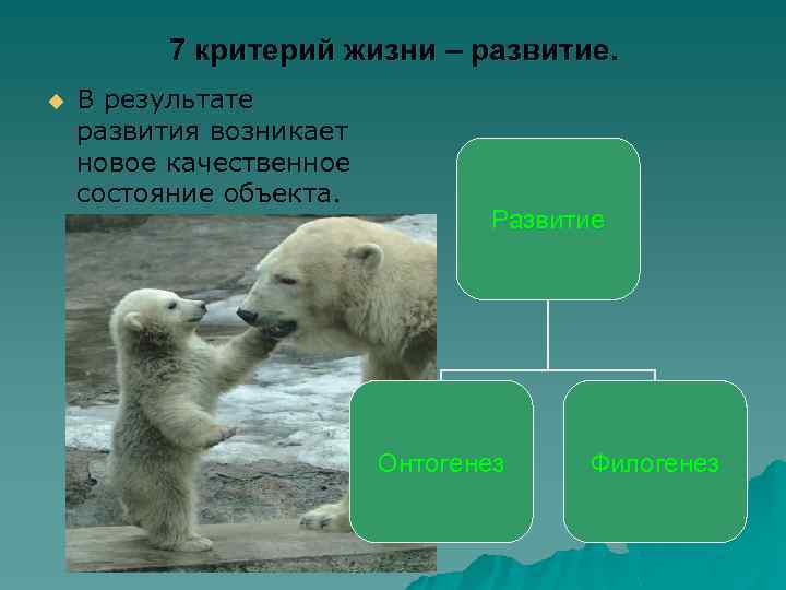 7 критерий жизни – развитие. u В результате развития возникает новое качественное состояние объекта.