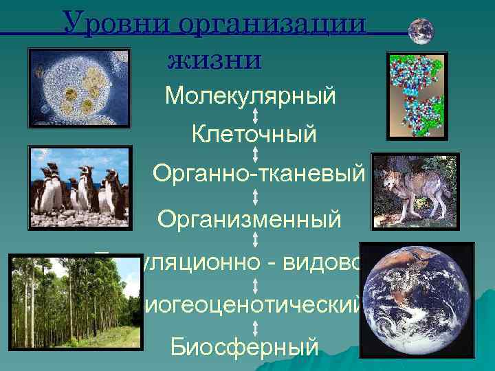 Уровни организации жизни Молекулярный Клеточный Органно-тканевый Организменный Популяционно - видовой Биогеоценотический Биосферный 