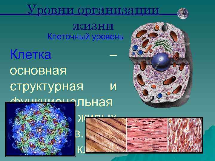 Уровни организации жизни Клеточный уровень Клетка – основная структурная и функциональная единица живых организмов.