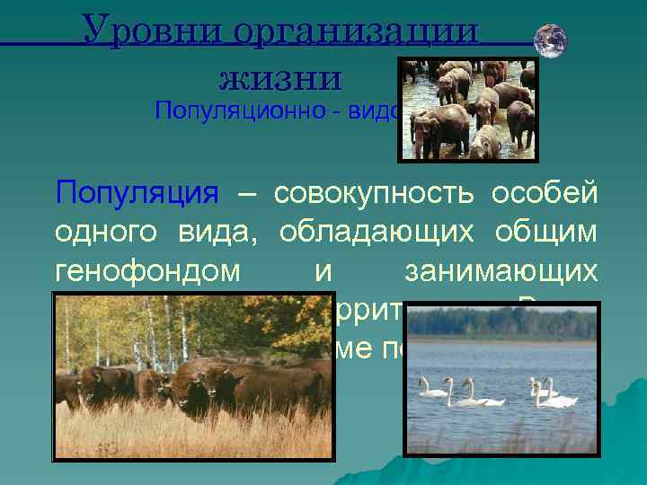 Уровни организации жизни Популяционно - видовой Популяция – совокупность особей одного вида, обладающих общим