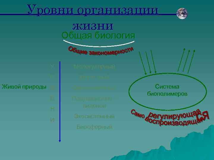 Уровни организации жизни Общая биология У Молекулярный Р Клеточный Живой природы О Организменный В