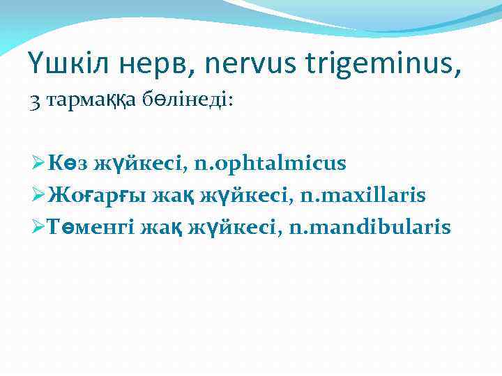 Үшкіл нерв, nervus trigeminus, 3 тармаққа бөлінеді: ØКөз жүйкесі, n. ophtalmicus ØЖоғарғы жақ жүйкесі,