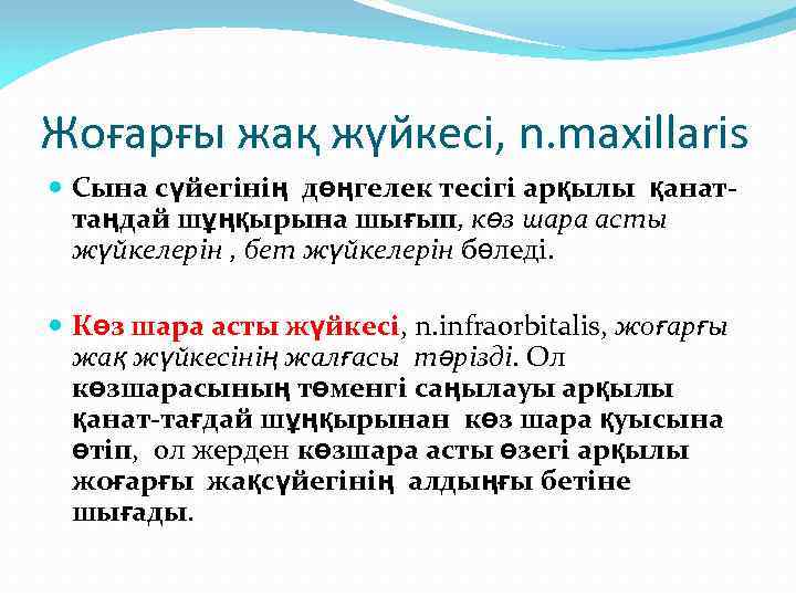 Жоғарғы жақ жүйкесі, n. maxillaris Сына сүйегінің дөңгелек тесігі арқылы қанаттаңдай шұңқырына шығып, көз