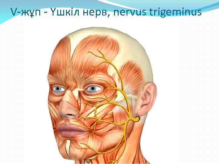 V-жұп - Үшкіл нерв, nervus trigeminus 
