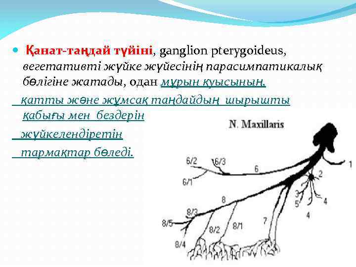  Қанат-таңдай түйіні, ganglion pterygoideus, вегетативті жүйке жүйесінің парасимпатикалық бөлігіне жатады, одан мұрын қуысының,