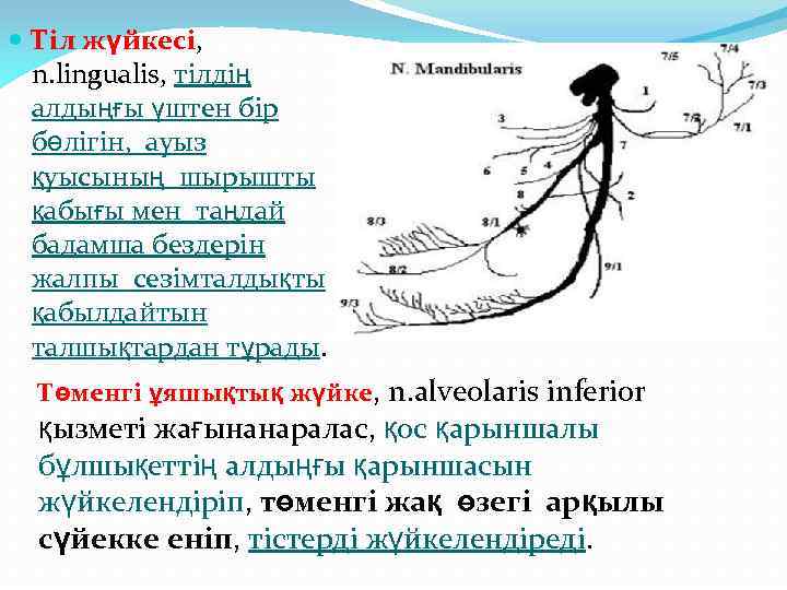  Тіл жүйкесі, n. lingualis, тілдің алдыңғы үштен бір бөлігін, ауыз қуысының шырышты қабығы