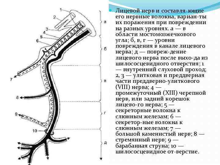  Лицевой нерв и составля ющие его нервные волокна, вариан ты их поражения при