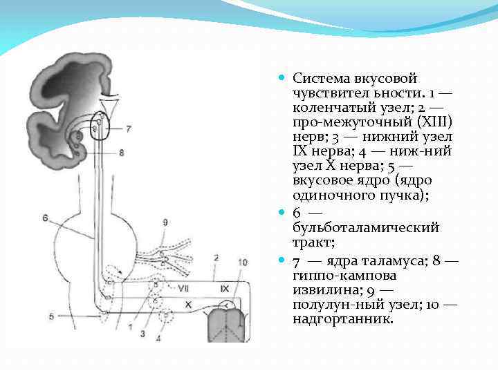  Система вкусовой чувствител ьности. 1 — коленчатый узел; 2 — про межуточный (XIII)