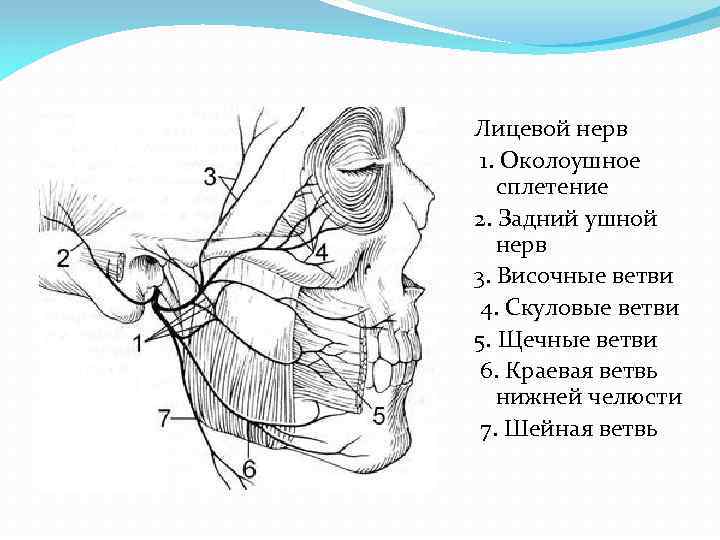 Лицевой нерв 1. Околоушное сплетение 2. Задний ушной нерв 3. Височные ветви 4. Скуловые