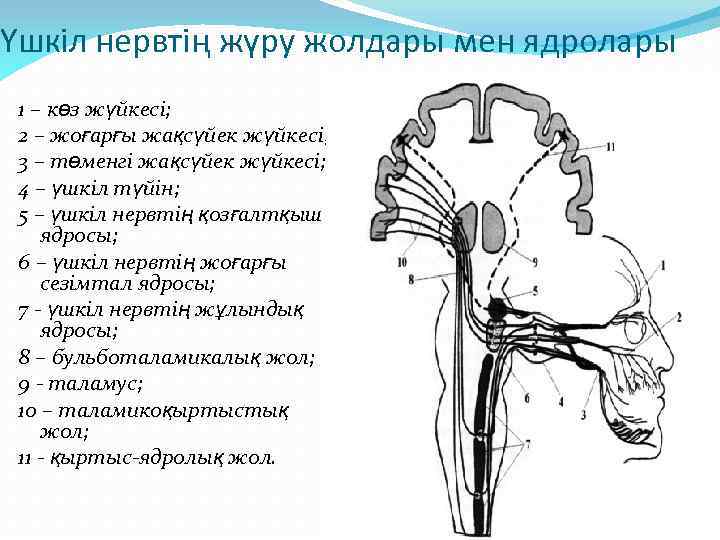 Үшкіл нервтің жүру жолдары мен ядролары 1 – көз жүйкесі; 2 – жоғарғы жақсүйек