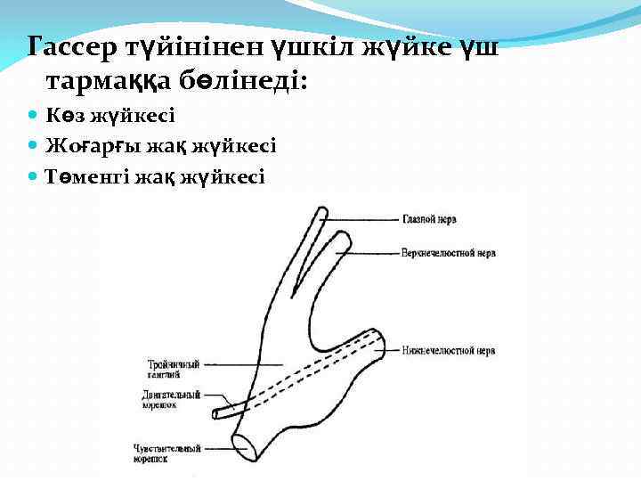 Гассер түйінінен үшкіл жүйке үш тармаққа бөлінеді: Көз жүйкесі Жоғарғы жақ жүйкесі Төменгі жақ