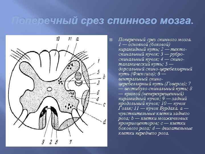 Поперечный срез спинного мозга. 1 — основной (боковой) пирамидный путь; 2 — тектоспинальный пучок;
