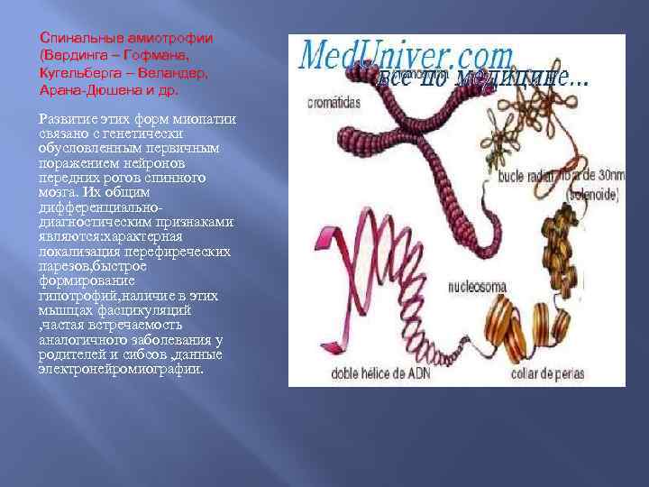 Спинальные амиотрофии (Вердинга – Гофмана, Кугельберга – Веландер, Арана-Дюшена и др. Развитие этих форм