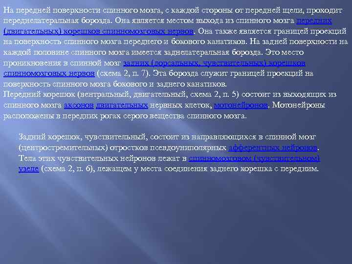 На передней поверхности спинного мозга, с каждой стороны от передней щели, проходит переднелатеральная борозда.