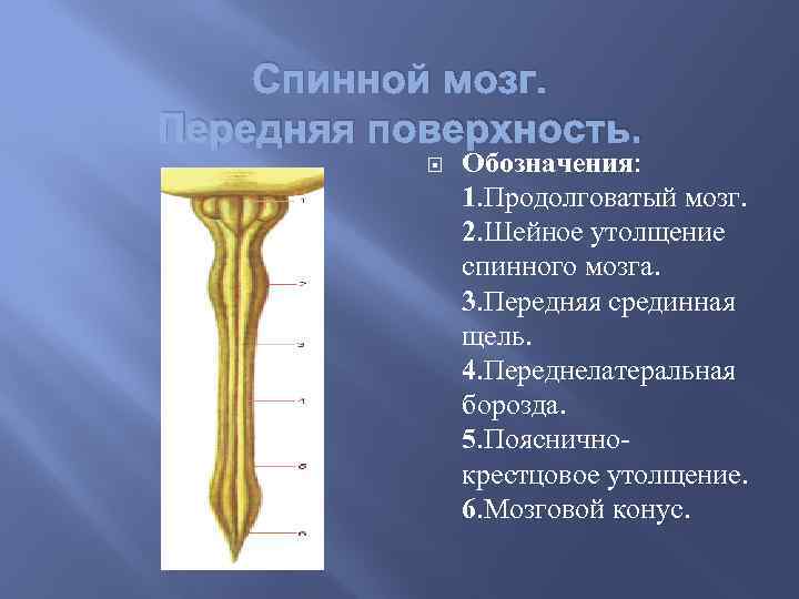 Спинной мозг. Передняя поверхность. Обозначения: 1. Продолговатый мозг. 2. Шейное утолщение спинного мозга. 3.