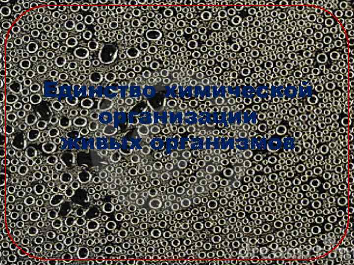 Единство химической организации живых организмов 