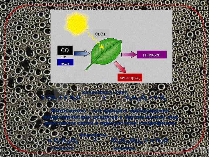 свет СО глюкоза 2 вода кислород 6 СО 2 + 6 Н 2 О