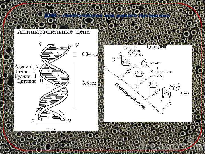 ДНК – генетический код живого организма 
