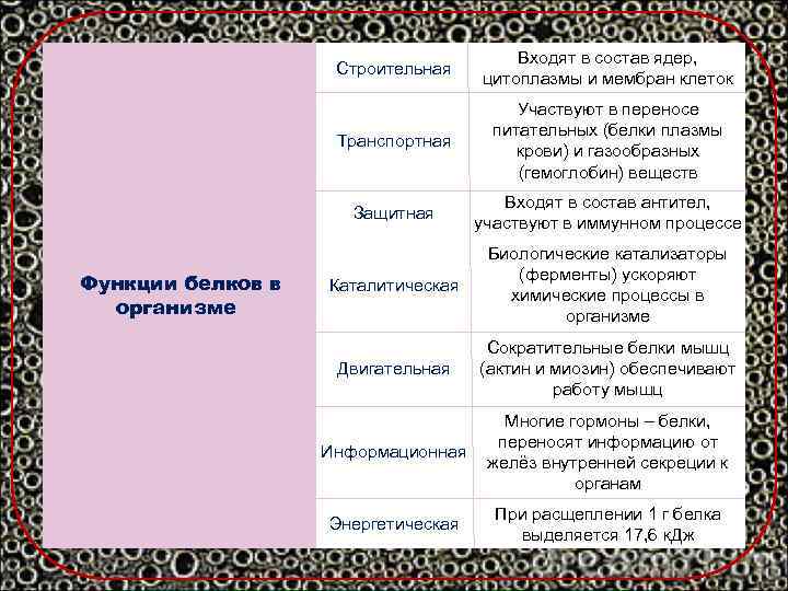  Строительная Транспортная Функции белков в организме Участвуют в переносе питательных (белки плазмы крови)