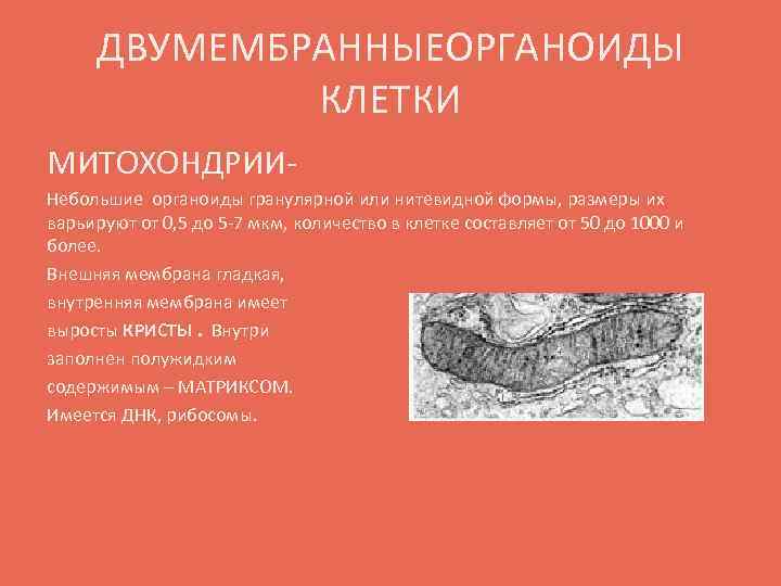 ДВУМЕМБРАННЫЕОРГАНОИДЫ КЛЕТКИ МИТОХОНДРИИ- Небольшие органоиды гранулярной или нитевидной формы, размеры их варьируют от 0,