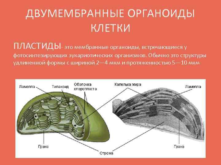 ДВУМЕМБРАННЫЕ ОРГАНОИДЫ КЛЕТКИ ПЛАСТИДЫ- это мембранные органоиды, встречающиеся у фотосинтезирующих эукариотических организмов. Обычно это
