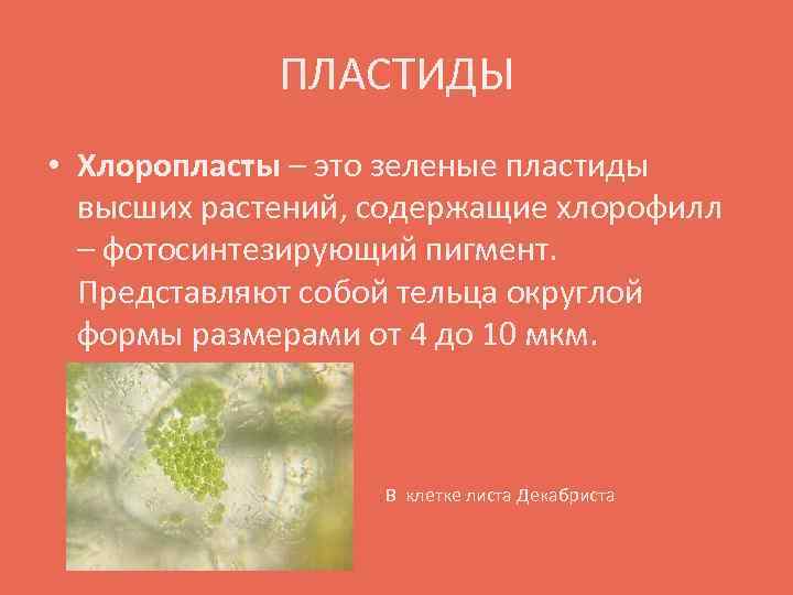 ПЛАСТИДЫ • Хлоропласты – это зеленые пластиды высших растений, содержащие хлорофилл – фотосинтезирующий пигмент.