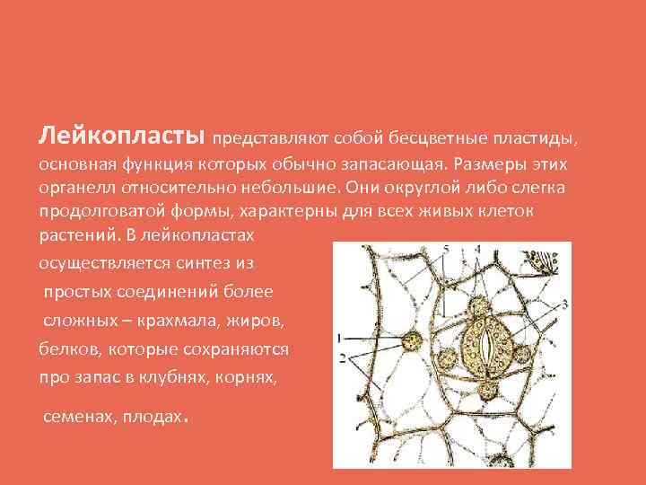 Лейкопласты представляют собой бесцветные пластиды, основная функция которых обычно запасающая. Размеры этих органелл относительно
