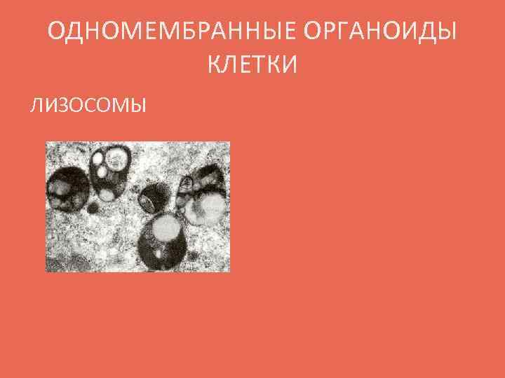 ОДНОМЕМБРАННЫЕ ОРГАНОИДЫ КЛЕТКИ ЛИЗОСОМЫ 