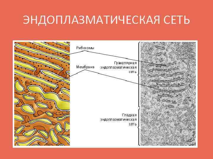 ЭНДОПЛАЗМАТИЧЕСКАЯ СЕТЬ 