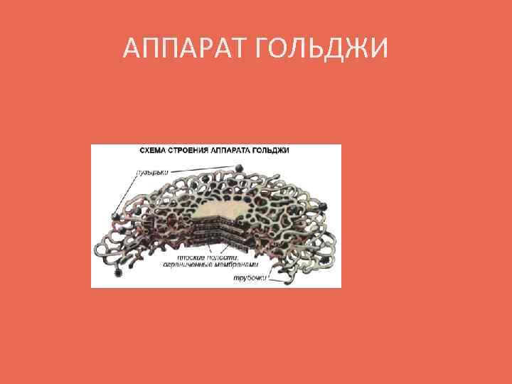 АППАРАТ ГОЛЬДЖИ 