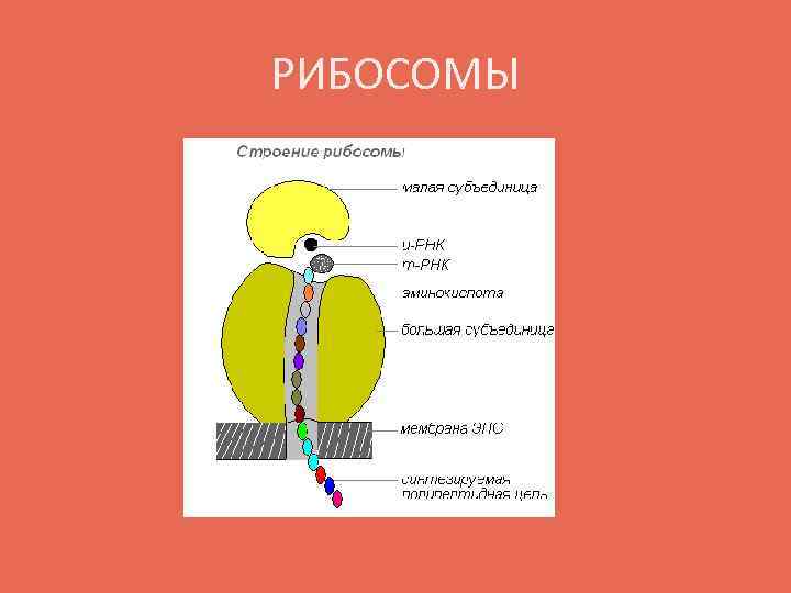РИБОСОМЫ 
