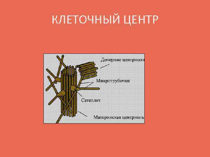 КЛЕТОЧНЫЙ ЦЕНТР 