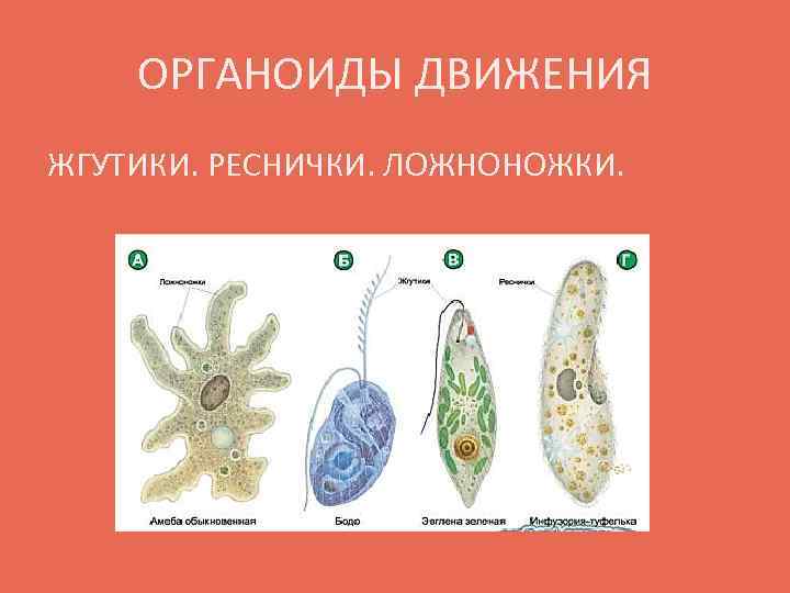 ОРГАНОИДЫ ДВИЖЕНИЯ ЖГУТИКИ. РЕСНИЧКИ. ЛОЖНОНОЖКИ. 