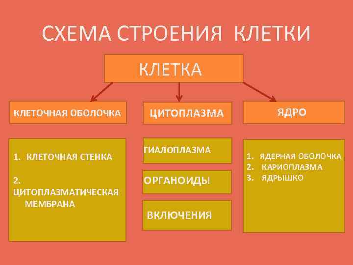 СХЕМА СТРОЕНИЯ КЛЕТКИ КЛЕТКА КЛЕТОЧНАЯ ОБОЛОЧКА 1. КЛЕТОЧНАЯ СТЕНКА 2. ЦИТОПЛАЗМАТИЧЕСКАЯ МЕМБРАНА ЦИТОПЛАЗМА ГИАЛОПЛАЗМА
