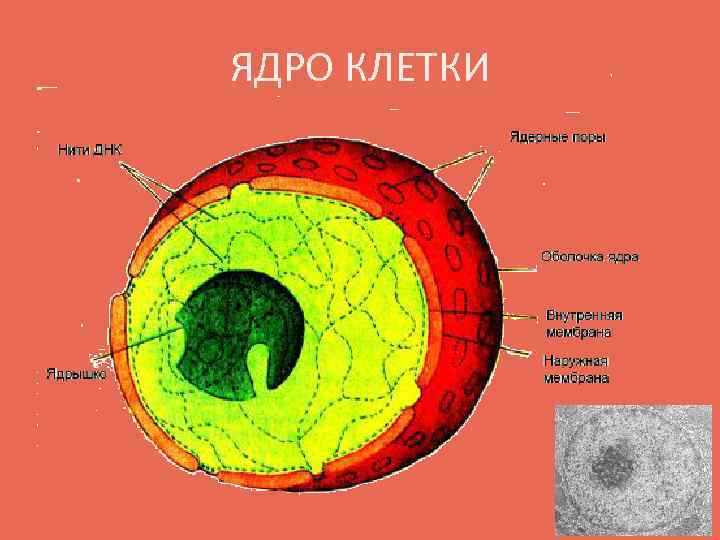 ЯДРО КЛЕТКИ 
