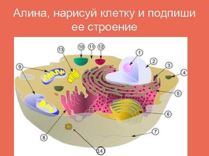 Алина, нарисуй клетку и подпиши ее строение 