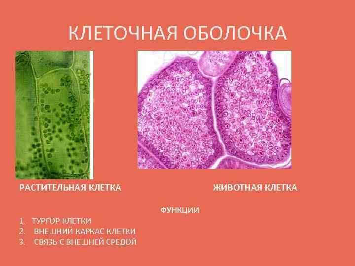 КЛЕТОЧНАЯ ОБОЛОЧКА РАСТИТЕЛЬНАЯ КЛЕТКА 1. ТУРГОР КЛЕТКИ 2. ВНЕШНИЙ КАРКАС КЛЕТКИ 3. СВЯЗЬ С