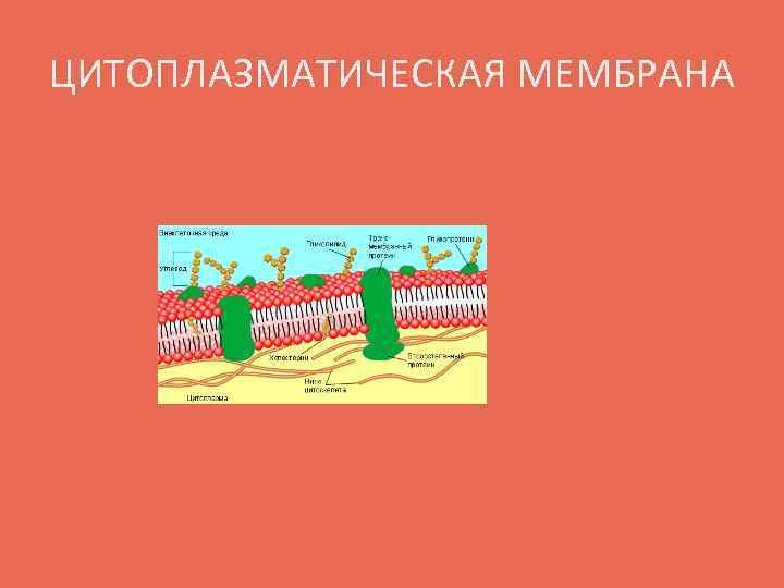 ЦИТОПЛАЗМАТИЧЕСКАЯ МЕМБРАНА 