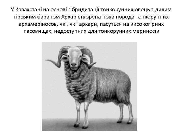 У Казахстані на основі гібридизації тонкорунних овець з диким гірським бараном Архар створена нова